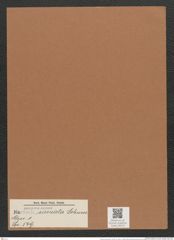 Navicula sinuata Schum. (de-Toni-Nr.: Genus 1, Species 549) Zeichnungen Sammlung Grunow Mappe 00473 (Herbarium_W_Grunow_drawings_Folder_00473)